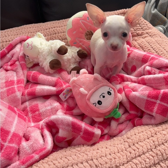 Meet your Posher, C - Picture 4 of 4